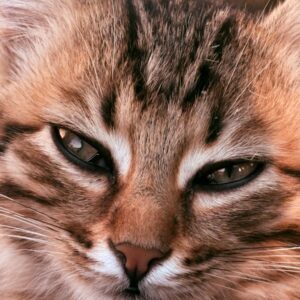 Detailed close-up of a fluffy tabby cat with striking eyes showcasing intricate fur patterns.