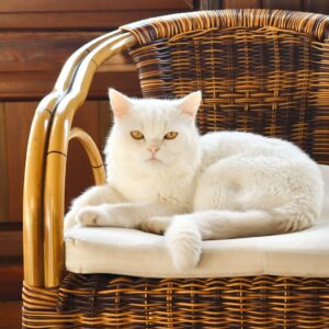 Free stock photo of white cat