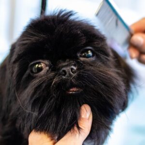 grooming, animal, pet, dog, pet care, canine, pet salon, puppy