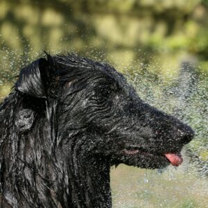 black horse in water during daytime
