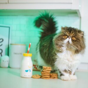 a cat standing on top of a counter next to cookies